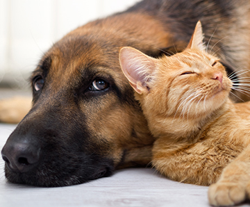 Cat and Dog Snuggled